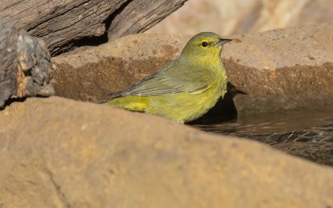 1128 Ash Canyon, AZ-Orange-crowned Warbler.jpg