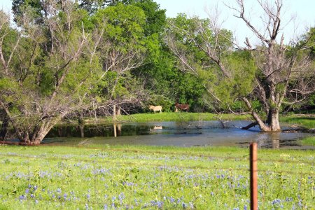 Donkeys resized 4-22-24-2.jpg