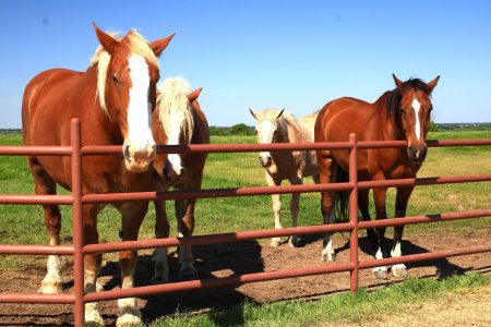 Horses resized 4-22.jpg