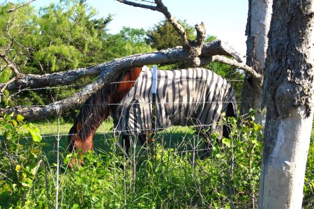 Horse-zebra resized.jpg