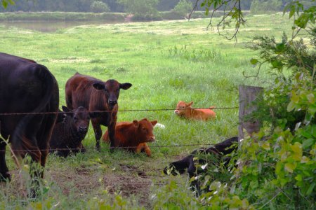 Cattle resized.jpg