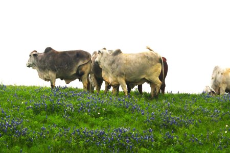 Texas Bhrama resized.jpg