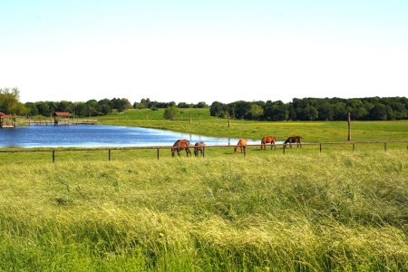 Horses by lake resized 4-22.jpg