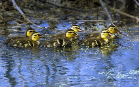 mallard ducklings AN4W5677.jpg