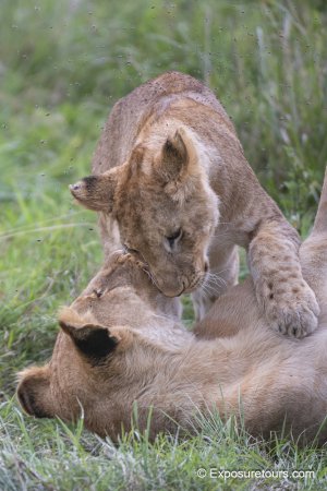 cub and mum exposurtours.jpg