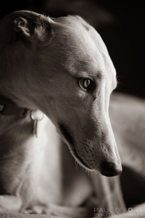 greyhound_sydney_web_bw.jpg