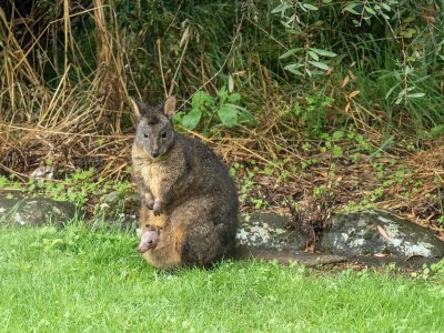 pademelon female with joey 02.jpeg