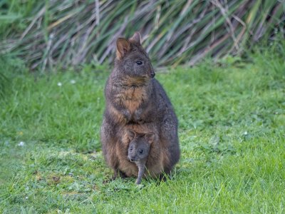 pademelon female with joey.jpeg