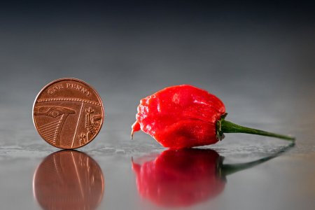 Carolina Reaper.jpg