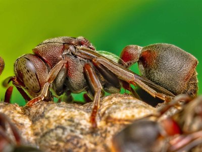 R5 IMGA4293 Crop 1600 A.jpg
