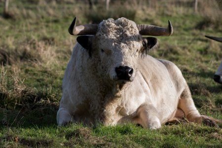 White Park Bull.JPG