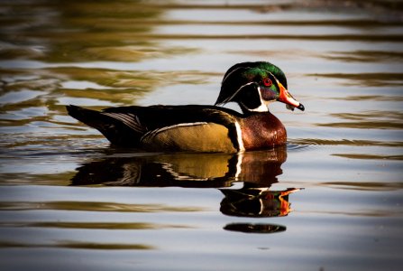 Wood duck (1 of 1).jpg