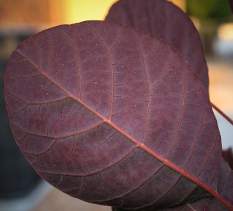 IMG_2200-COPY-1-PS-WEB2$.jpg