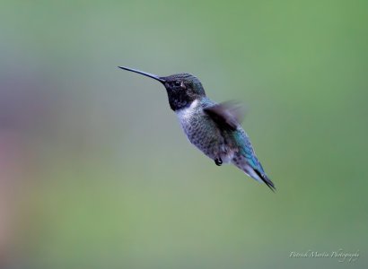 male hummer2.jpg