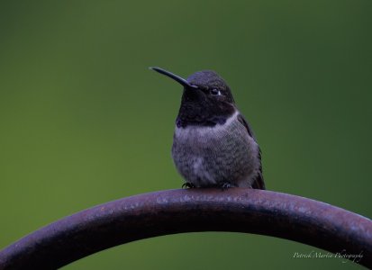 male hummer.jpg