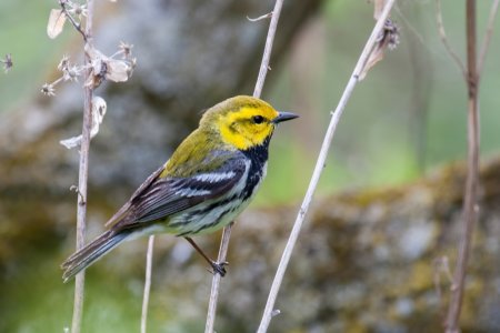 Black-throated Green Warbler.jpg