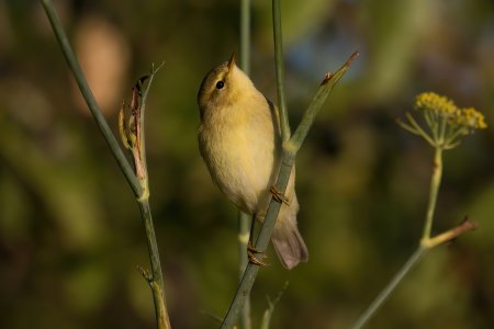 Chiffchaff.jpg