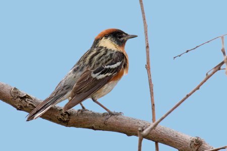 Bay-breasted Warbler.jpg