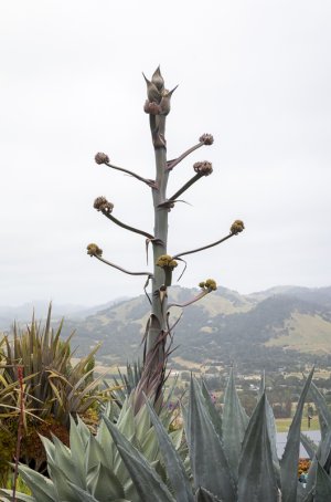 Succulent-2.jpg