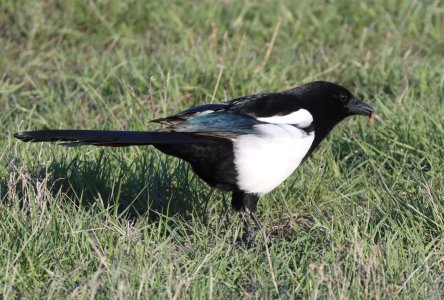 IMG_1684a.jpg IMG_1684a.jpg