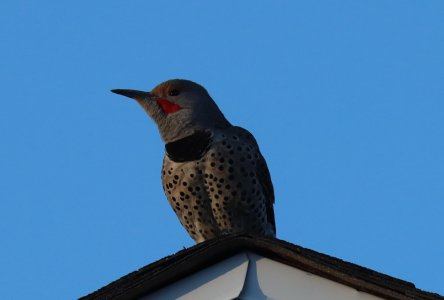 IMG_1735a.jpg IMG_1735a.jpg