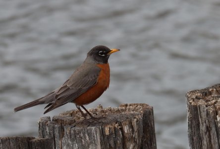 IMG_1798a.jpg IMG_1798a.jpg