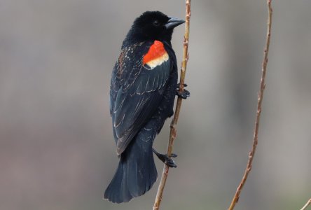 IMG_1820a.jpg IMG_1820a.jpg