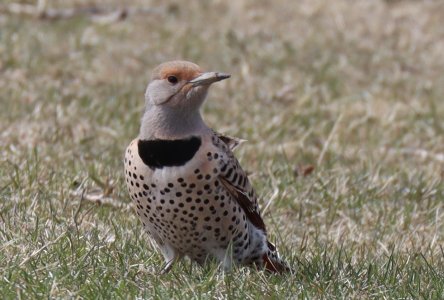 IMG_1832a.jpg IMG_1832a.jpg