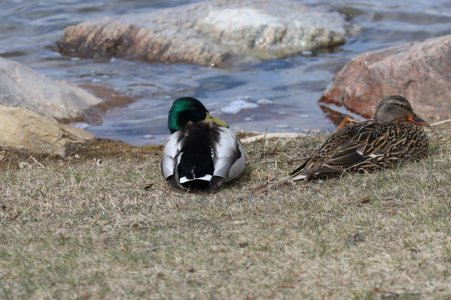 IMG_1834a.jpg IMG_1834a.jpg