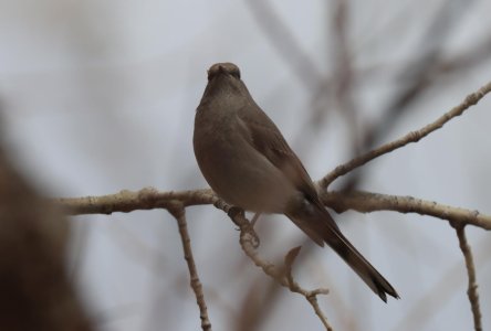 IMG_1862a.jpg IMG_1862a.jpg