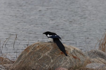 IMG_1879a.jpg IMG_1879a.jpg