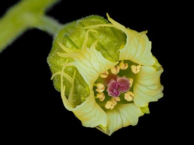 Tellima Grandiflora 1600.jpg