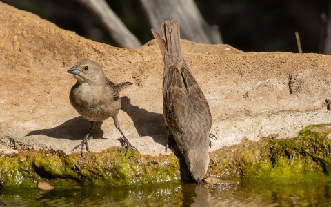 1670 Ash Canyon, AZ-Brown-headed Cowbirds (F).jpg