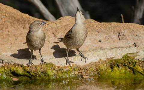 1672 Ash Canyon, AZ-Brown-headed Cowbirds (F).jpg