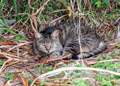 caten1a.jpg