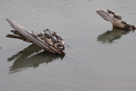 IMG_1984a.jpg IMG_1984a.jpg