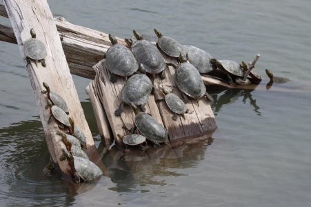 IMG_1991a.jpg IMG_1991a.jpg