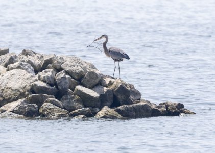 R7_D2416 Great Blue Heron.jpg
