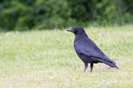 carrion crow-1.jpg