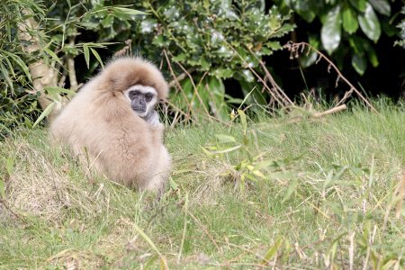 gibbon-1.jpg
