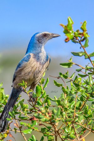 C20171224  Florida Scrub Jay (1 of 1).jpg