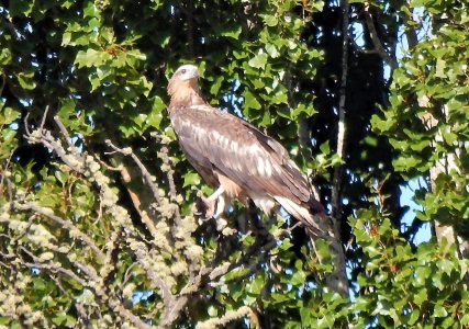 Juvenile WBSE.jpg