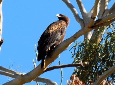 Juvenile Wedge Tail.JPG