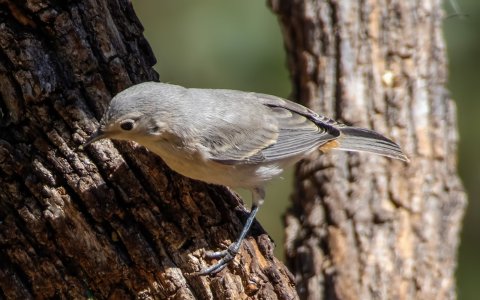 1905 Ash Canyon, AZ-Lucy's Warbler (F).jpg