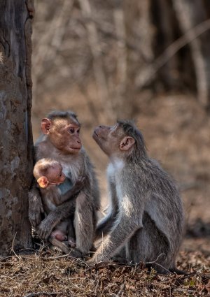 Bonnet macaques.JPG