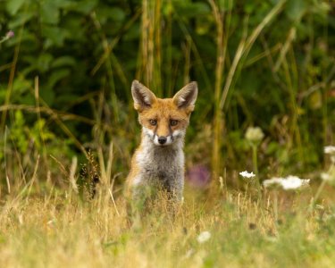 01_08_2022_Foxes in Essex_0009 potn.jpg