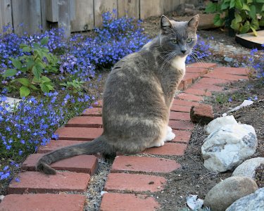 brickpathcat6.10.17.jpg