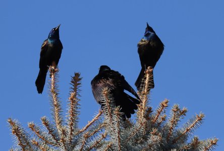 IMG_1958a.jpg IMG_1958a.jpg