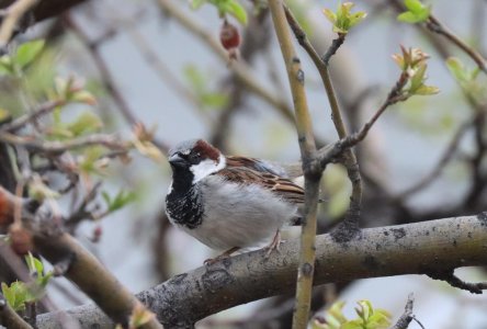 IMG_1993a.jpg IMG_1993a.jpg