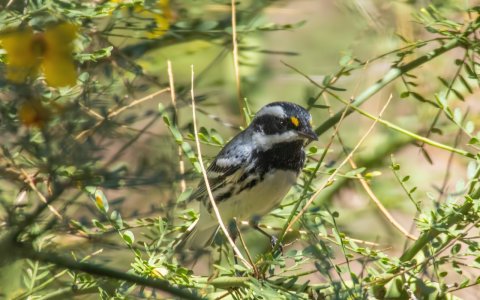 2341 Sierra Vista, AZ-Black-throated Gray Warbler (M)).jpg